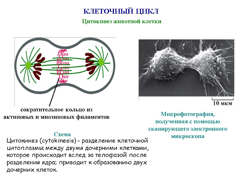КЛЕТОЧНЫЙ ЦИКЛ Цитокинез животной клетки Схема сократительное кольцо из актиновых и миозиновых филаментов Микрофотография,